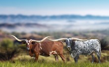 Legends Lot 10 Embryo