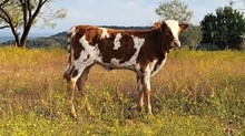 BR JUNGLE JIM X ALLENS TOP CHERRY 