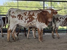 WF PAINTED LILY 333 X REBEL HR TAG DWR1