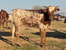 HR REBELS RESCUE x BR JUNGLE JIM - Tag 1517