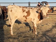 MN REBEL ZOEY x PCC MIDAS TOUCH - TAG 3361