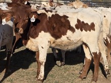 SHAM ROCK MY WORLD x HL HEADS UP - TAG 2220