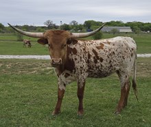 2024 Rebel x Ginger Heifer 608H