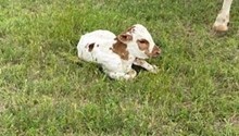 GARLANDS BIG TEX X  RJF CHA CHING CLASSIC TAG 323