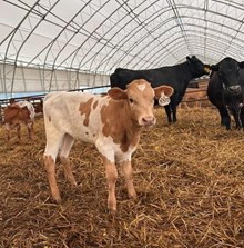 BL DAZZLE X PCC MIDAS TOUCH TAG, 3370