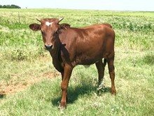 Reds Whiz Heifer Calf