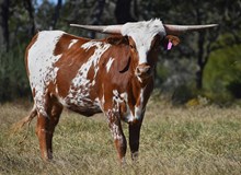 RJF ALWAYS ON MY MIND 416