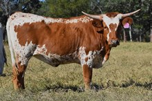 PACIFIC COWBOY 40 X RJF IT'S A SLEET'N TAG 430