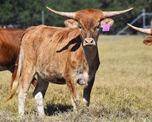 PACIFIC COWBOY 40 X RJF PALINDROME (H) TAG 444