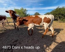 TCC DANI X HL HEADS UP - TAG 4873