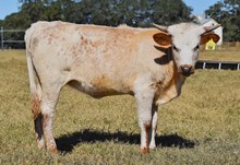 PACIFIC COWBOY 40 X 6CR COCAINE LADY TEX TAG 504 H