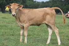 PCC MIDAS TOUCH X RJF DEBUTANT 032 TAG 506