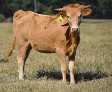 RJF TOUCH OF HIGH SOCIETY 506