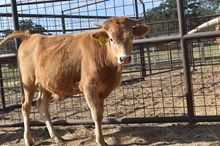 RJF GRAND TO GREAT X PCC MIDAS TOUCH (B) TAG 511