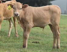 RHF AWESOME ATTRACTION X PCC MIDAS TOUCH  TAG 517