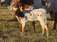 RJF AWESTRUCK 312 X REBEL HR TAG 538