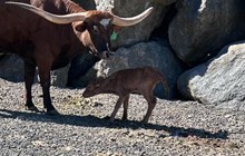 6CR BETH DUTTON X 6CR PACIFIC DEBUT TAG 606