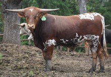 6CR DC TEX