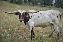 6CR TUFF ROSEBUD