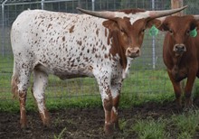 6CR COWBOY ROSEBUD