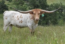 6CR CASANOVA SASSY CHEX