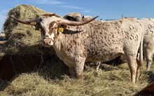 DB SWEET REBEL 🇺🇸