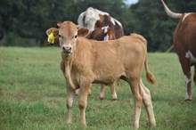 RJF GRAND TO GREAT X PCC MIDAS TOUCH (B) TAG 515