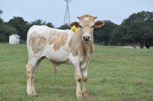 PCC MIDAS TOUCH X RJF DREAMIN' OF TEXAS TAG 511