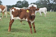 PCC MIDAS TOUCH X ROSE BLOSSUM (B) TAG 509