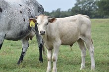 PCC MIDAS TOUCH X  RJF SHEZA BRICK (b) Tag 503