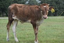 PCC MIDAS TOUCH X RJF MVP COWGIRL TAG 512