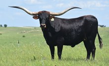 RJF STRAWBERRY FIELDS