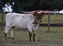 RJF MVP Cowgirl - Tag 040