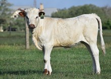 RJF cocaine X Big Tex - Calf - Tag 048