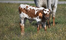 GARLAND'S BIG TEX X TS SOUTHERN CHARM TAG 317