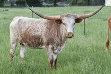 HELM Majestic Rose 323