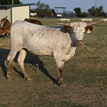 Pacific Lupin x REBEL HR - Tag 1752