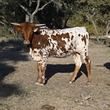 OLD TOWN GYPSY BCB X REBEL HR - TAG 4246