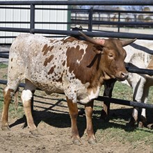 HR ROSEBUD X PACIFIC COWBOY 40 - 2024
