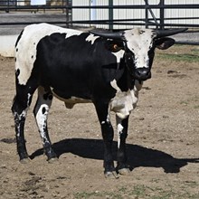ALLENS TOP CHERRY X HL JANGO - TAG 486