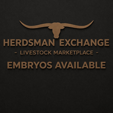 Rebel HR x Texana Tinsel Embryo