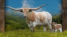 6CR Cash Money x RNL Pacific Babe Tag 226