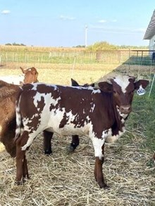 HR REBEL BANG x PCC MIDAS TOUCH  - TAG 3328