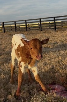 BC Heifer - Mahala