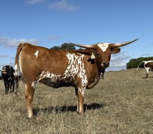 1 BUX 23 # 1955 JJ X BEAUTIFUL HEART 