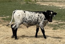 #135 REBEL X BARN DANCER