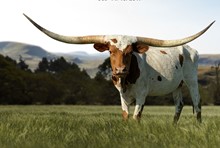TEXANA CHIT CHAT