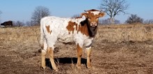 #2265 - HR Rebel Angel x Pacific Cowboy 40