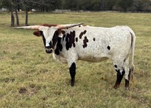 #2429 - HR Bonnie R x Rebel