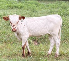 #2520 - Street Queen x Rebel